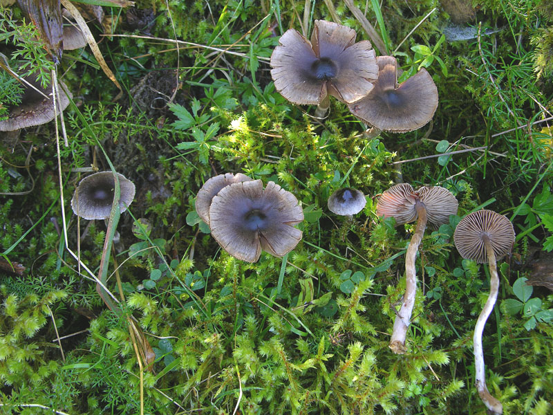Telamonia da determinare. (cfr. Cortinarius flos-paludis)